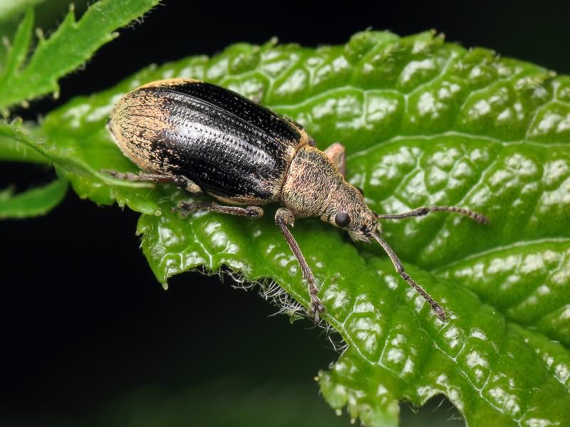 Phyllobius pyri (Linnaeus, 1758)